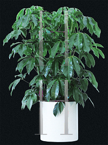 Picture of Schefflera actinophylla 'Amate'