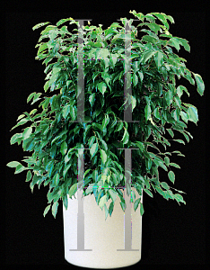 Picture of Ficus benjamina 