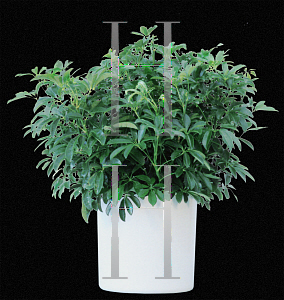 Picture of Schefflera arboricola 