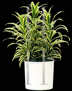 Picture of Dracaena reflexa 'Song of India'