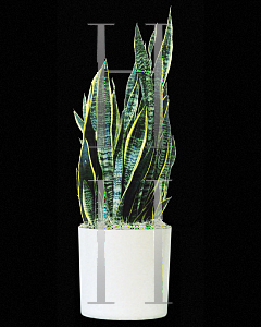 Picture of Sansevieria trifasciata 