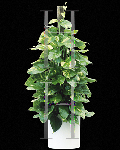 Picture of Epipremnum aureum 