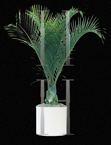 Picture of Neodypsis decaryi 