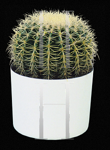 Picture of Echinocactus grusonii 