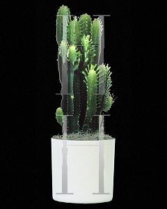 Picture of Euphorbia trigona 