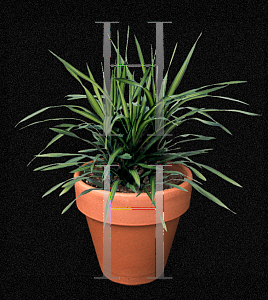 Picture of Dracaena deremensis 'Rikki'