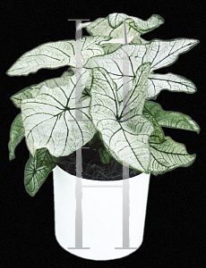 Picture of Caladium bicolor 