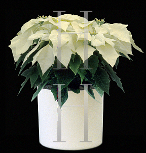 Picture of Euphorbia pulcherrima 
