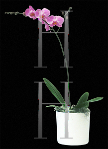 Picture of Phalaenopsis x 