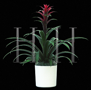 Picture of Guzmania x 'Rana'