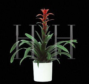 Picture of Guzmania x 'Vella Red'