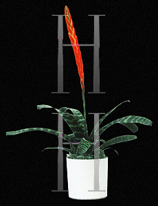 Picture of Vriesea splendens 