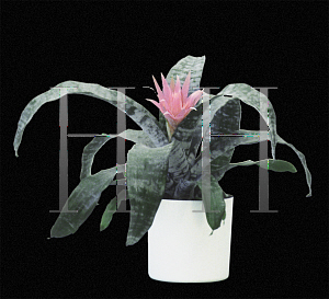 Picture of Aechmea fasciata 'Silver Vase'