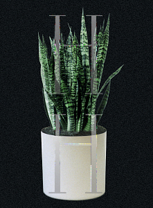 Picture of Sansevieria zeylanica 