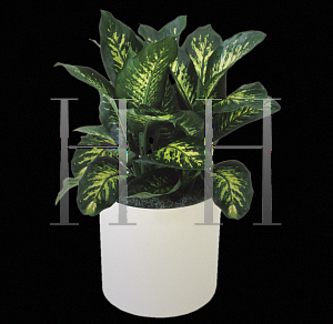 Picture of Dieffenbachia amoena 