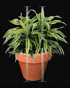 Picture of Dracaena deremensis 'Lemon Lime'