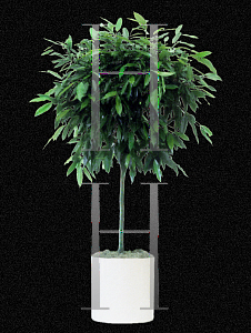 Picture of Ficus binnendykii 'Amstel King'