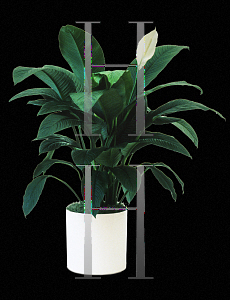 Picture of Spathiphyllum x 'Sensation'