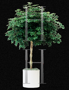 Picture of Schefflera arboricola 