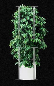 Picture of Ficus benjamina 'Spire'