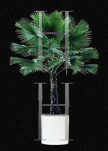Picture of Livistona rotundifolia 