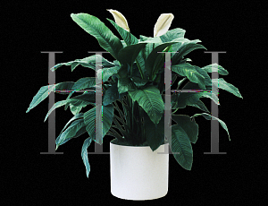 Picture of Spathiphyllum x 'Sensation'