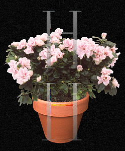 Picture of Rhododendron simsii 