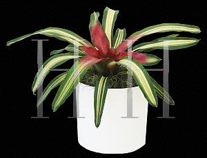 Picture of Neoregelia carolinae 