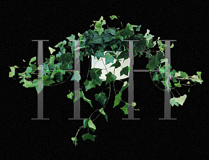 Picture of Hedera helix 