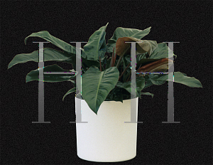 Picture of Philodendron erubescens 'Imperial Red'
