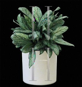 Picture of Aglaonema nitidum 'Silver Queen'