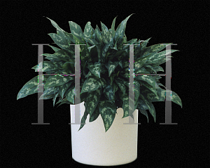 Picture of Aglaonema nitidum 'Emerald Beauty'