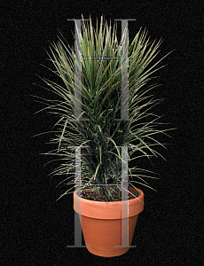 Picture of Dracaena cincta 'Tricolor'