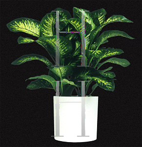 Picture of Dieffenbachia amoena 