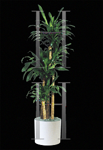 Picture of Dracaena fragrans 