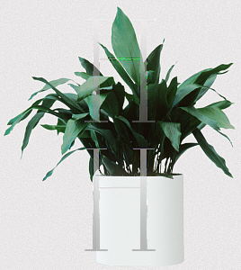 Picture of Aspidistra elatior 