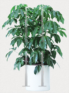 Picture of Schefflera actinophylla 'Amate'