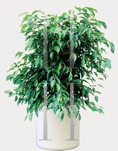 Picture of Ficus benjamina 