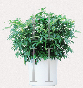 Picture of Schefflera arboricola 