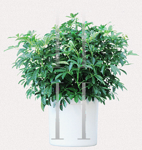 Picture of Schefflera arboricola 