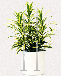 Picture of Dracaena reflexa 'Song of India'