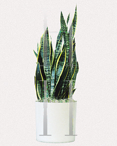 Picture of Sansevieria trifasciata 