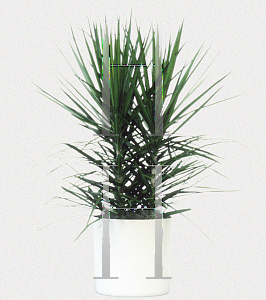 Picture of Dracaena cincta 