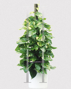 Picture of Epipremnum aureum 