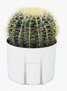 Picture of Echinocactus grusonii 