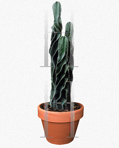 Picture of Cereus uruguayanus 'Monstrosus'