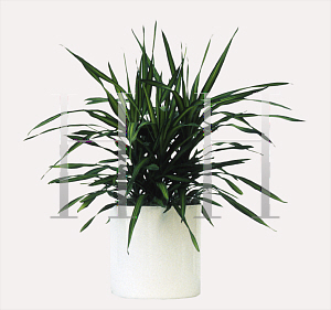 Picture of Dracaena deremensis 'Rikki'