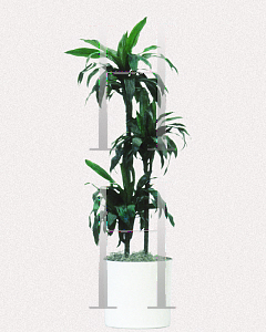 Picture of Dracaena  'Michiko'