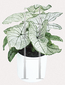 Picture of Caladium bicolor 