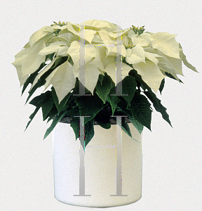Picture of Euphorbia pulcherrima 